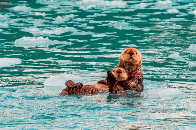 Otters playing in water