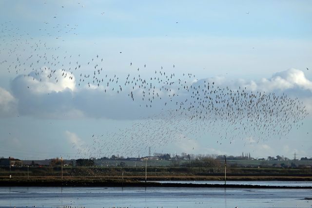 Starling Murmuration