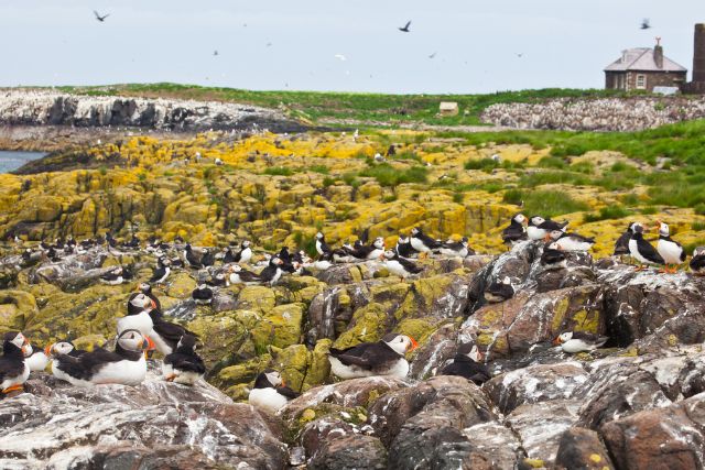 Puffins on the Farne Island