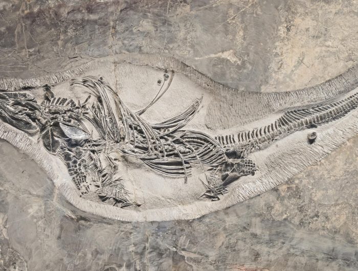 Fossilised skeleton embedded into a cliff face