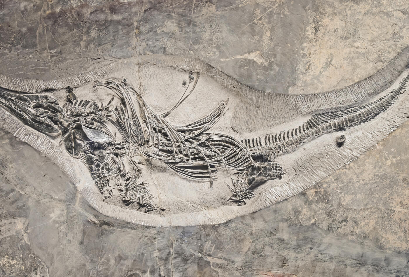Fossilised skeleton embedded into a cliff face