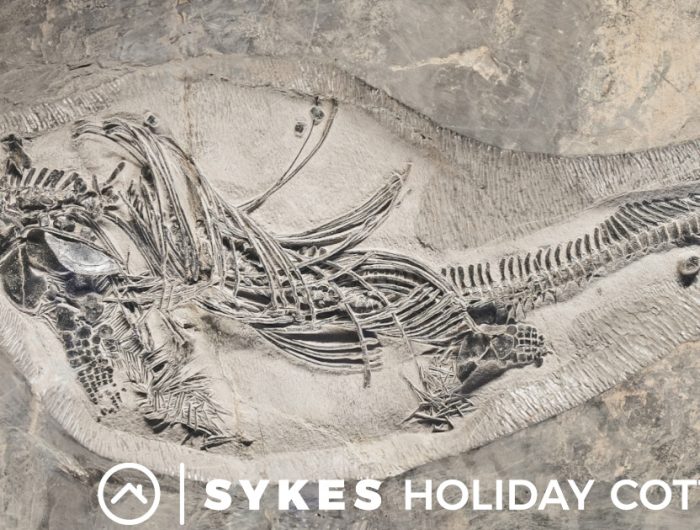 Fossilised skeleton embedded into a cliff face