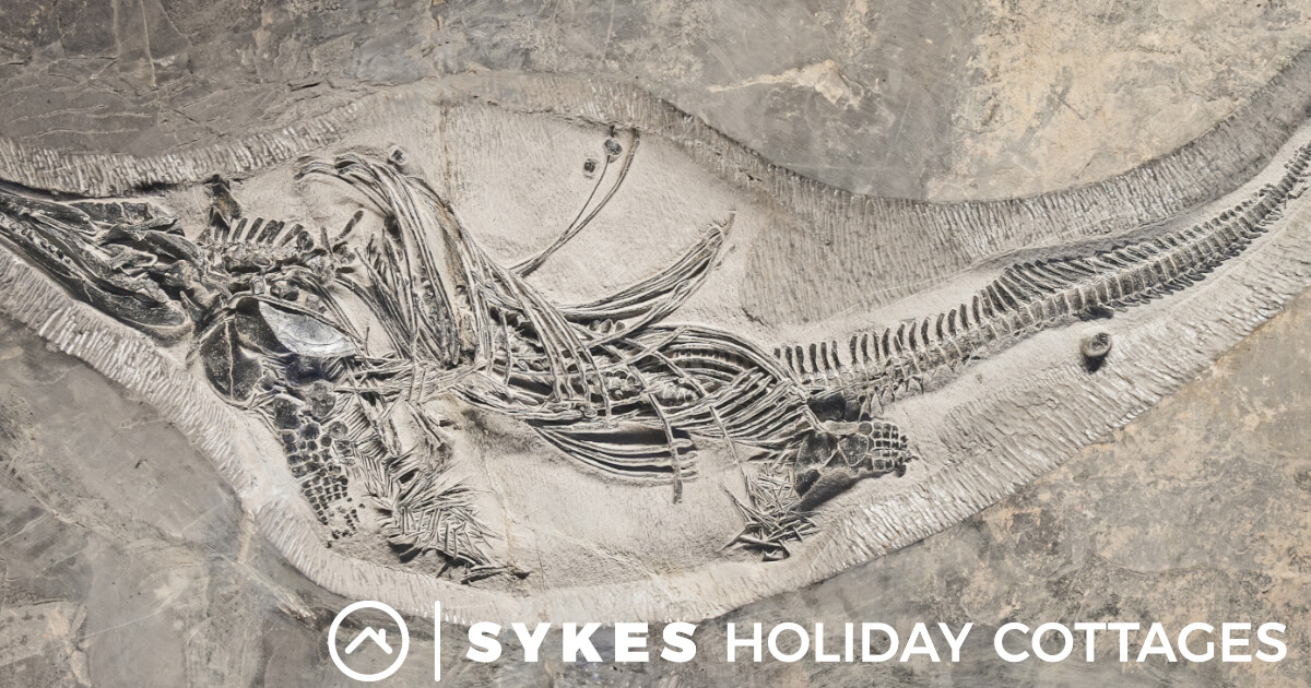 Fossilised skeleton embedded into a cliff face