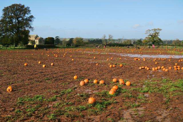 pumpkins in a field