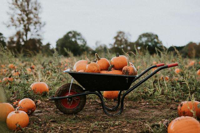 Pumpkin patch scene with a wheelbarrow overflowing with freshly picked pumpkins.