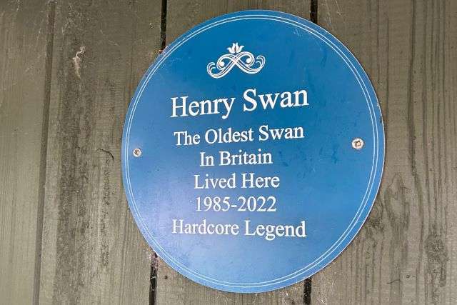 Blue Plaque in Grasmere for the oldest swan