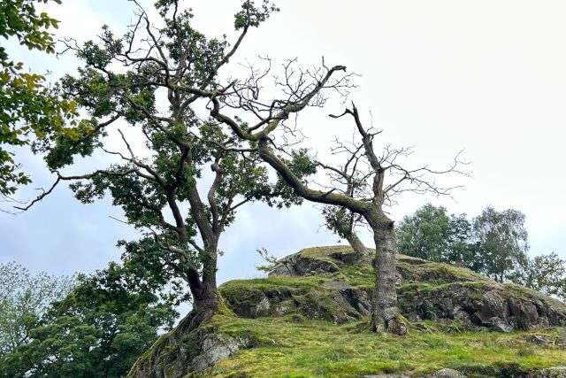 tree in the lake district