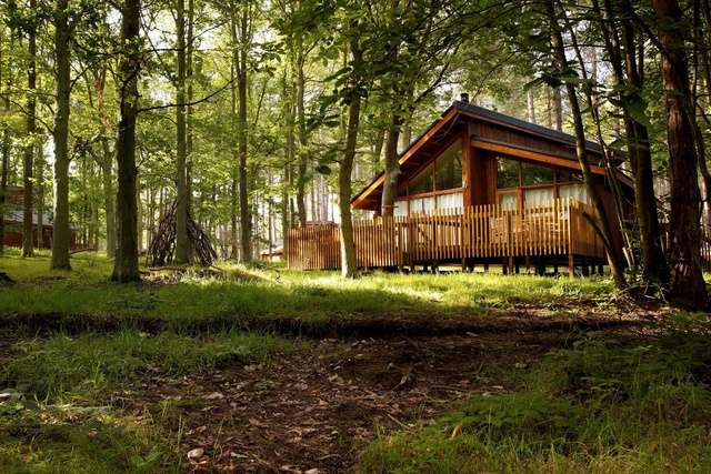 Exterior of Forest of Dean Woodland - Golden Oak.