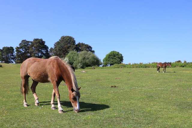 new forest national park