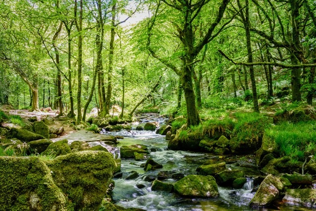 Golitha Falls nearby Liskeard in Cornwall.