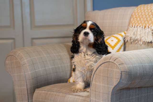 Cavalier King Charles Spaniel sitting comfortably on a plaid-patterned armchair.