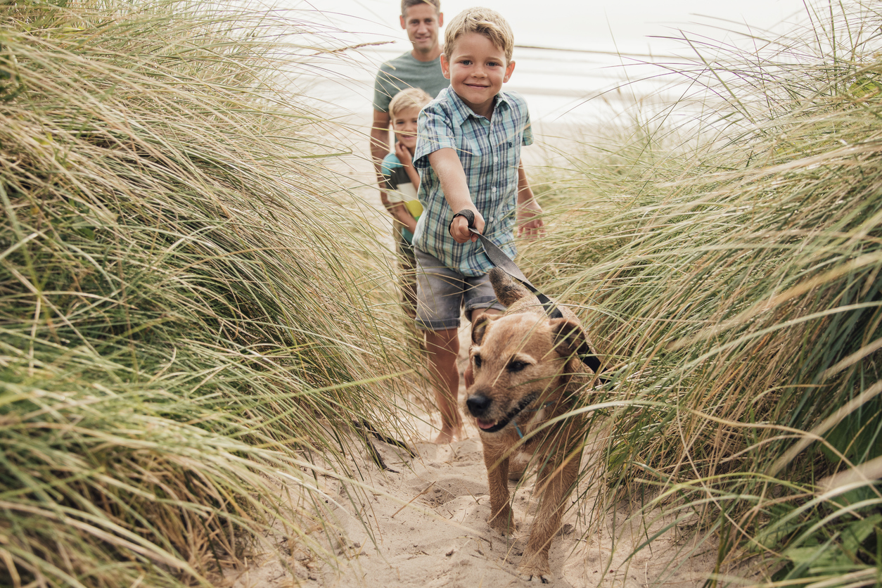 Low angle view of a little boy and his family walking the dog through the sand dunes.