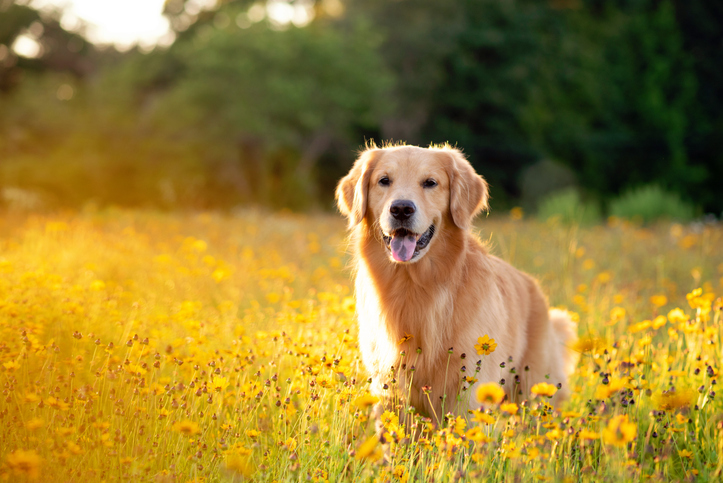 a golden dog in a field on his pet-Friendly Holiday