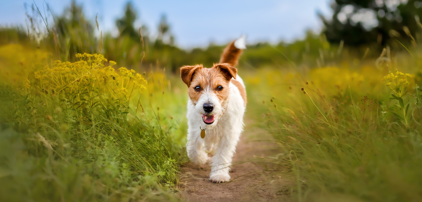 A cute cream and brown puppy walking though some fields