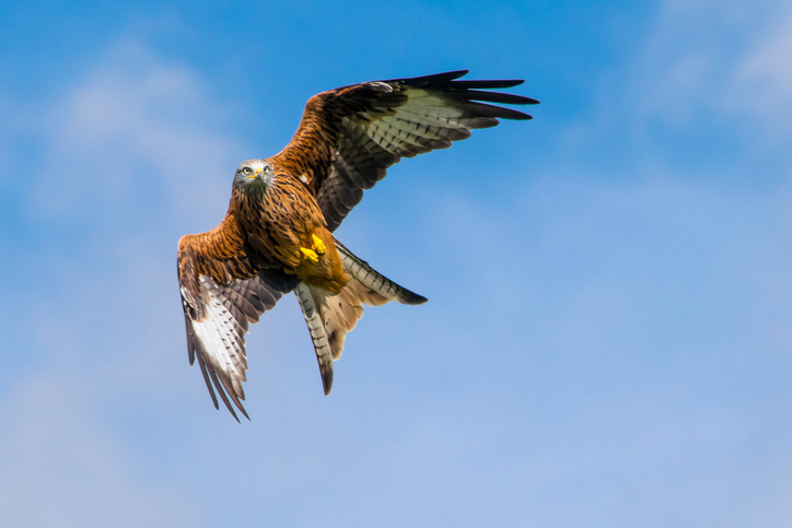 A red kite with outstretched wings glides through a bright blue sky, showcasing its sharp features and striking plumage as it soars gracefully above