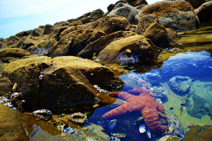 Explore marine life at Sandy Bay Beach | Image of a Red starfish visible through clear waters in a tide pool with surrounding rocks.
