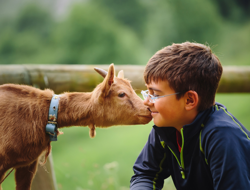 Animal farms and parks are a favourite thing to see in ST Ives for families | Image shows a young boy nose to nose with a brown goat. The boy is smiling with his eyes closed.