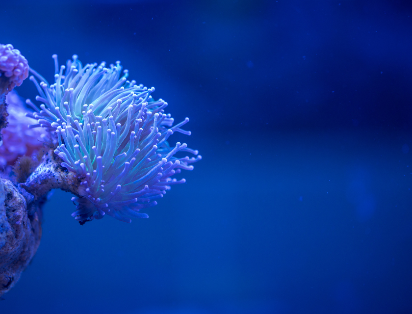 A close-up of a vibrant coral in an aquarium, representing the exotic and fascinating marine life found in aquariums like Fowey Aquarium