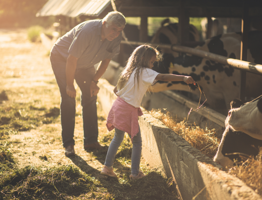 Visiting a farm is a delightful activity for families. A grandfather and his granddaughter feeding a cow in a sunlit farm setting, capturing a moment of connection and learning in a rural environment.