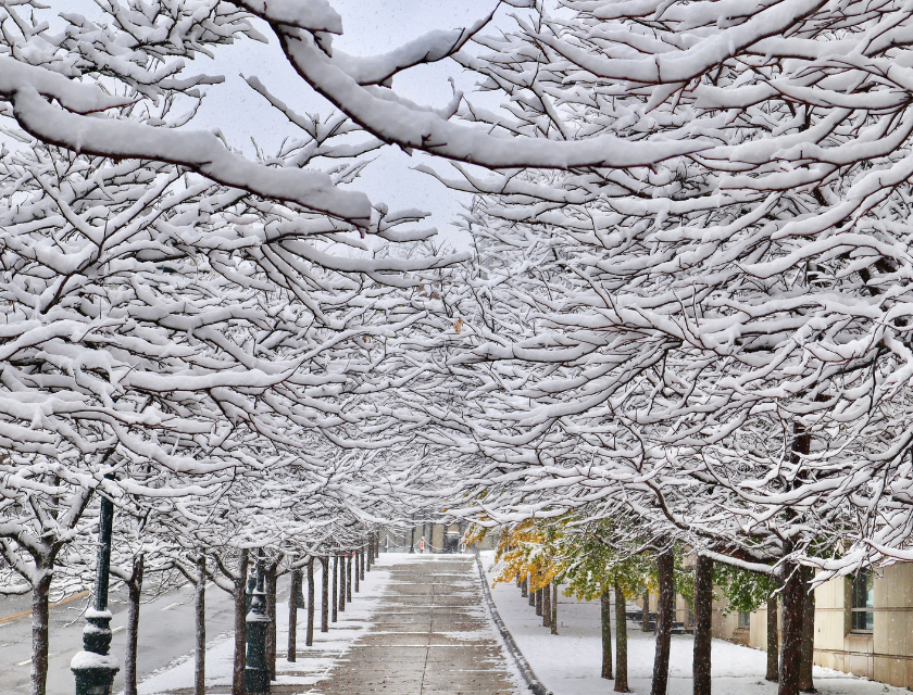 Snowy pathway lined with trees whose branches are heavy with snow.