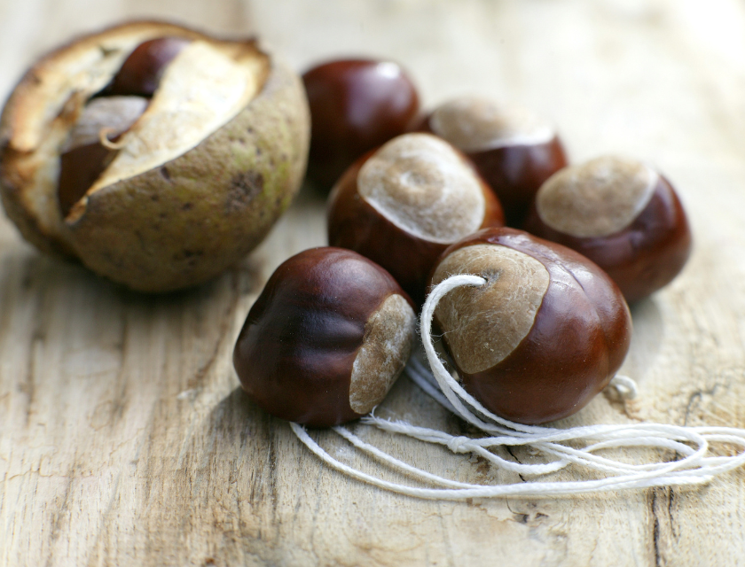 Conkers next to their shells on a wooden table, ready to be used for games and activities during autumn caravan breaks..