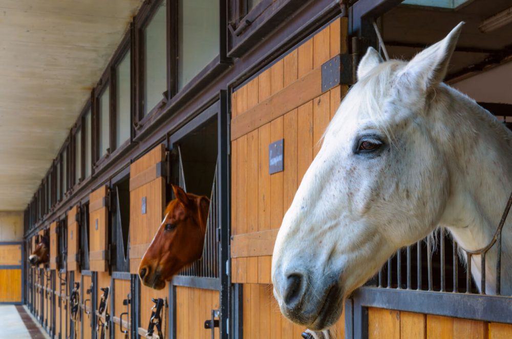 Aberconwy Equestrian Centre