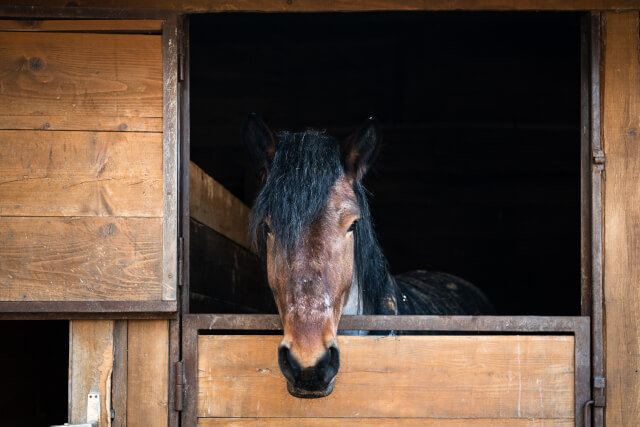 Aberconwy Equestrian Centre