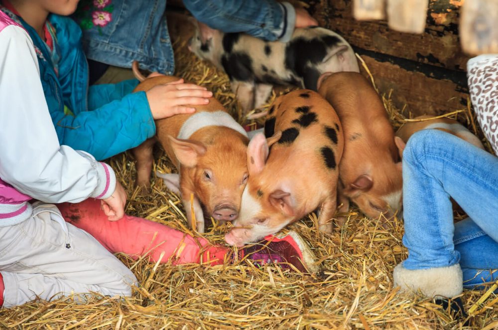 Adam Henson's Cotswolds Farm Park