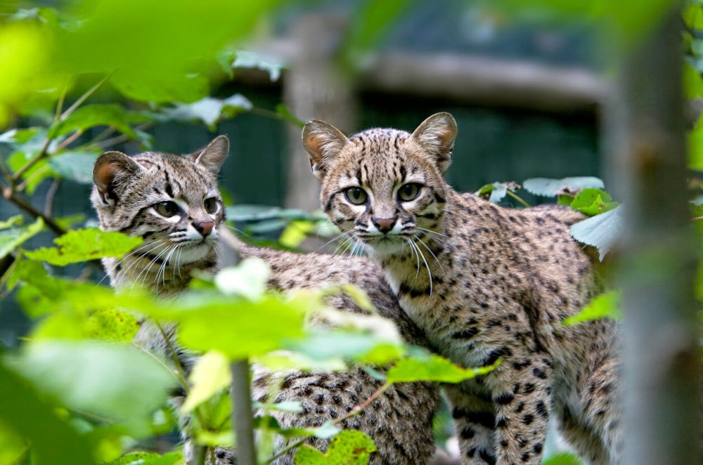 Amazon World Zoo Park, Feature