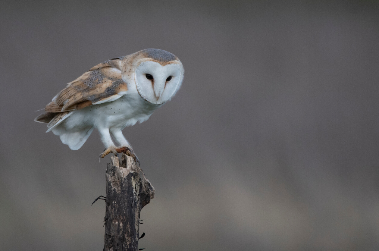 The North Devon Bird of Prey Centre