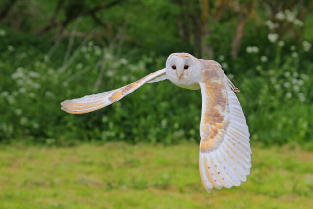 Snowy Owl at Andy Howey Birds of Prey Listing