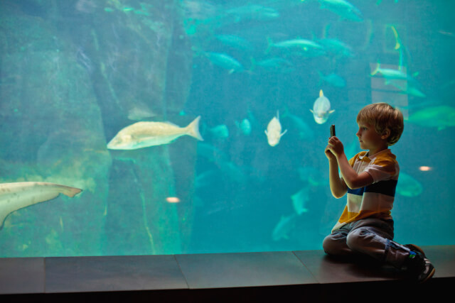 Anglesey Sea Zoo, listing