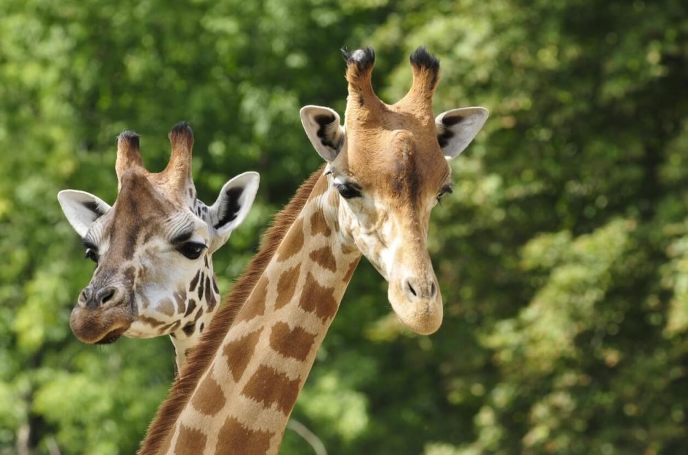 Banham Zoological Gardens