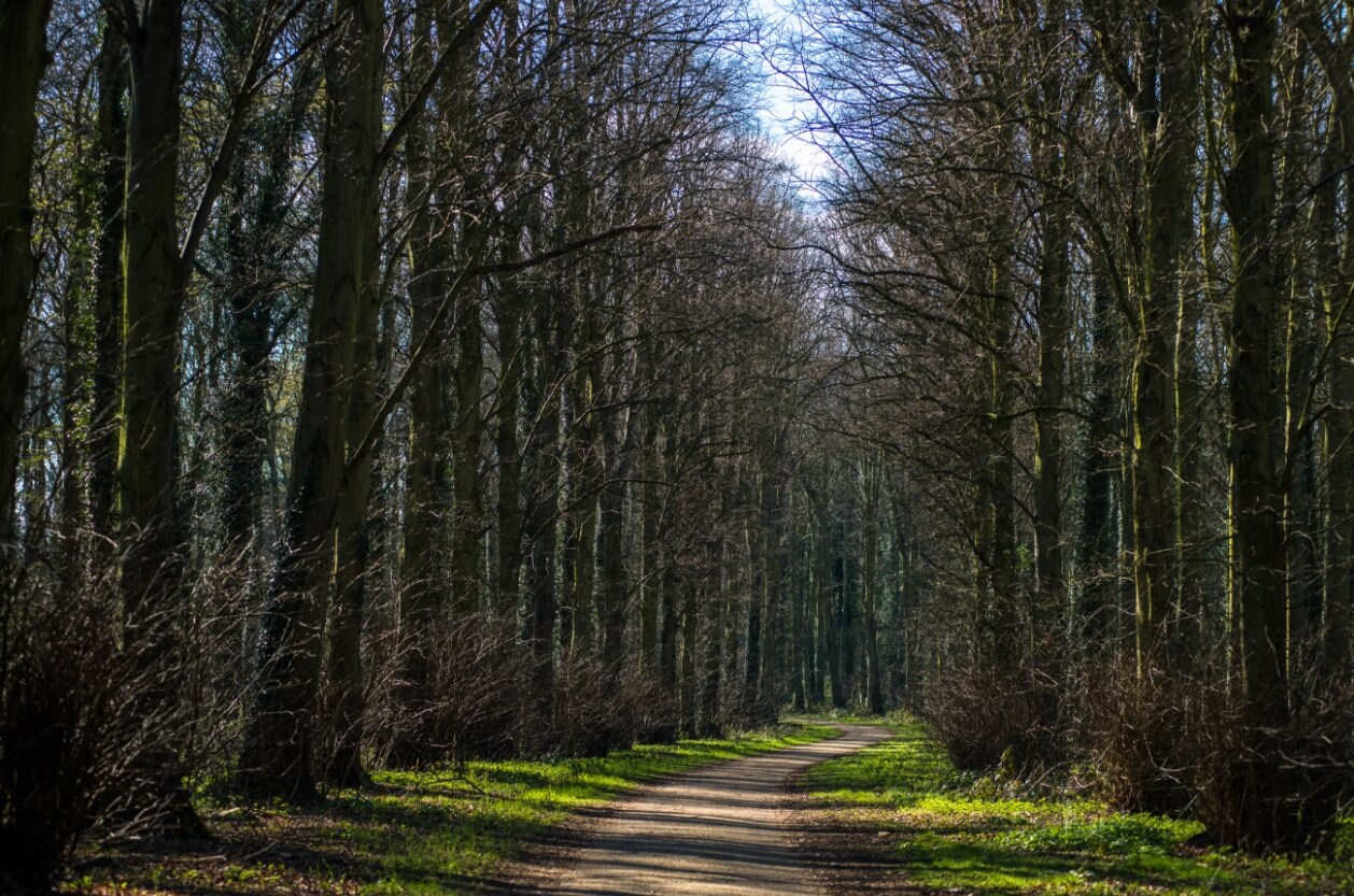 A woodland trail at Holkham Hall and Estate