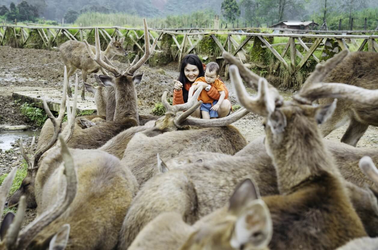 Asian mother carrying her baby Feeding Deer in Deer Farm