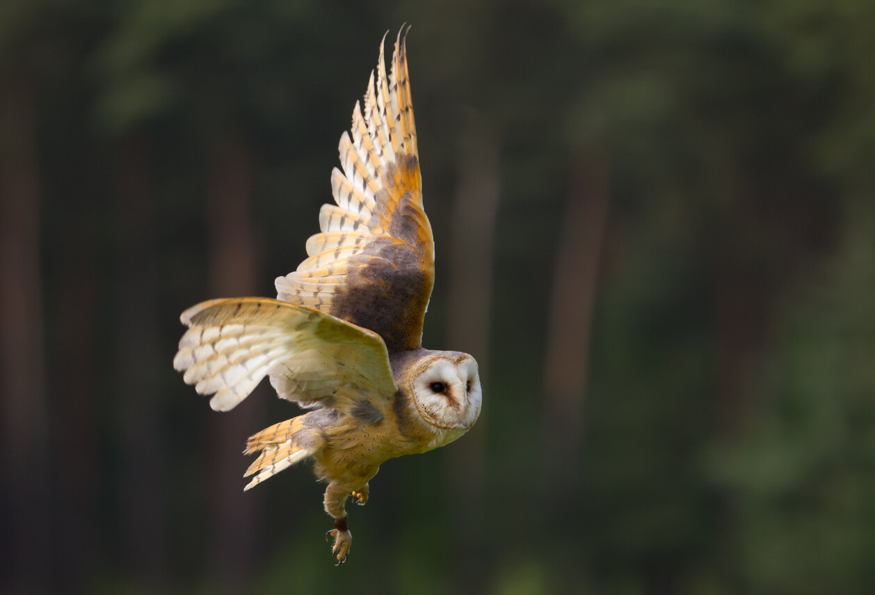 Barn own in flight