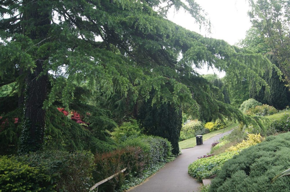 Bebra Gardens Knaresborough