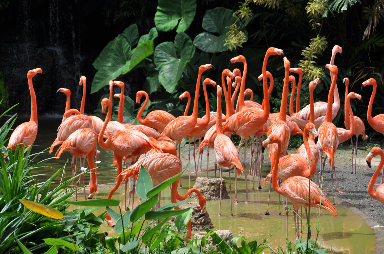 Birdland Park and Gardens