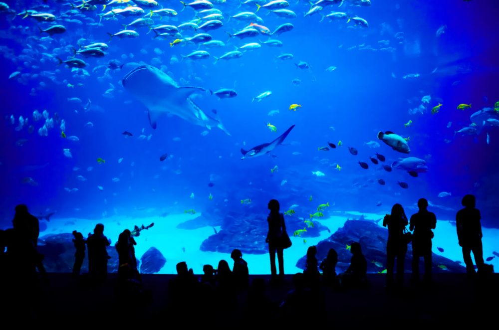 Blue Planet Aquarium, Feature