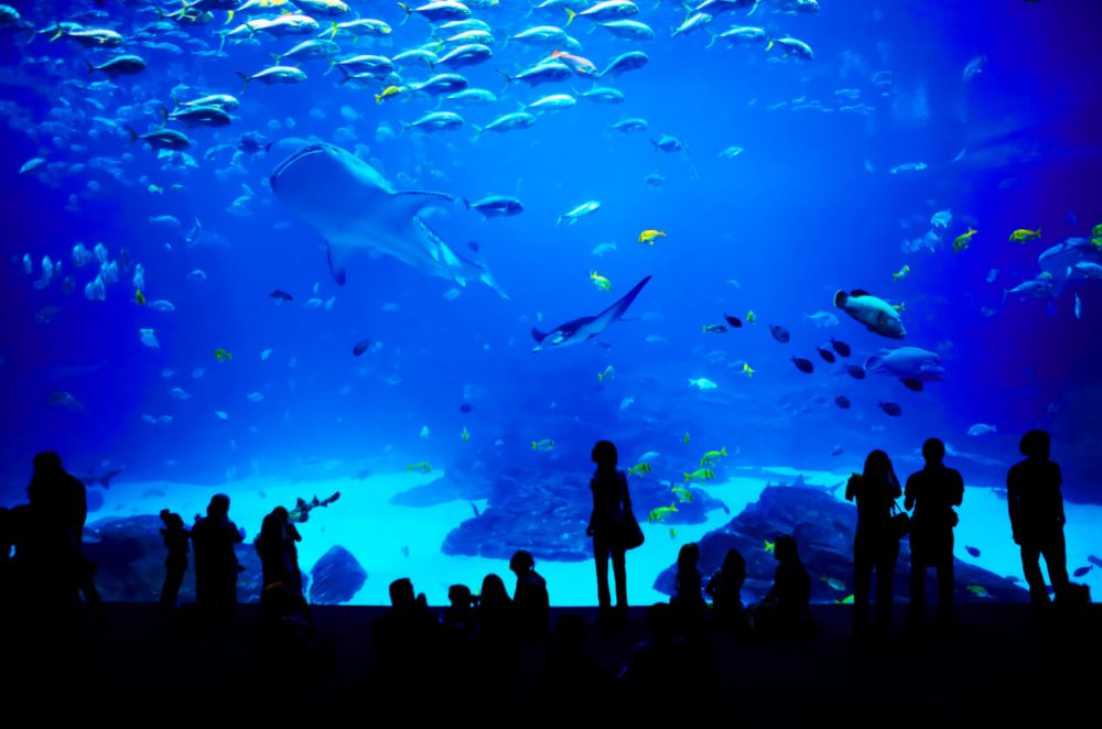 Blue Planet Aquarium, Feature