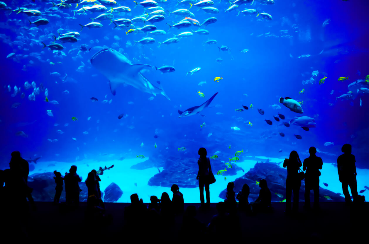 Blue Planet Aquarium, Feature