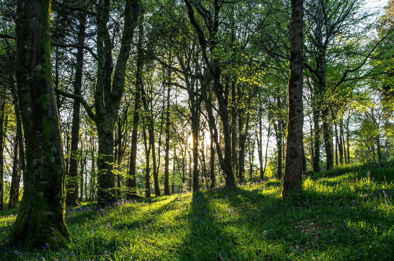 Bluebell wood