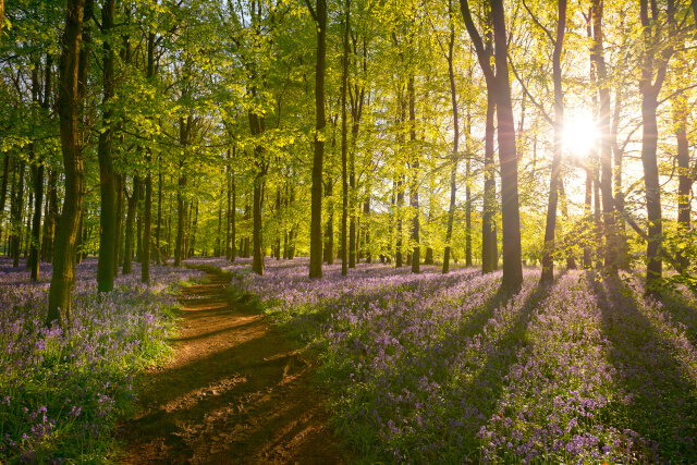 Bluebell wood