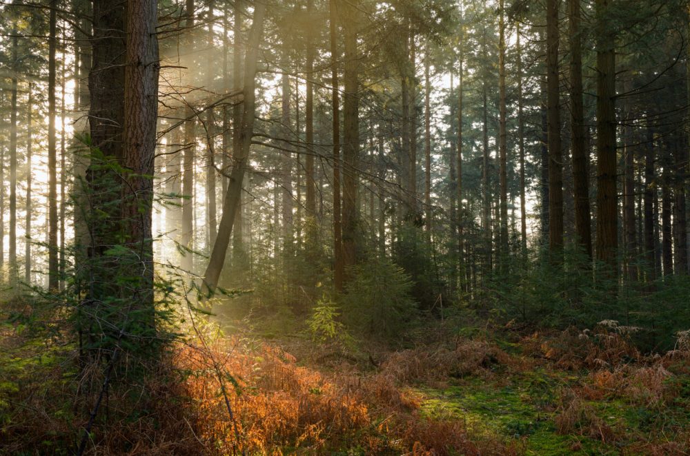 Bolderwood Deer Sanctuary Walk, feature