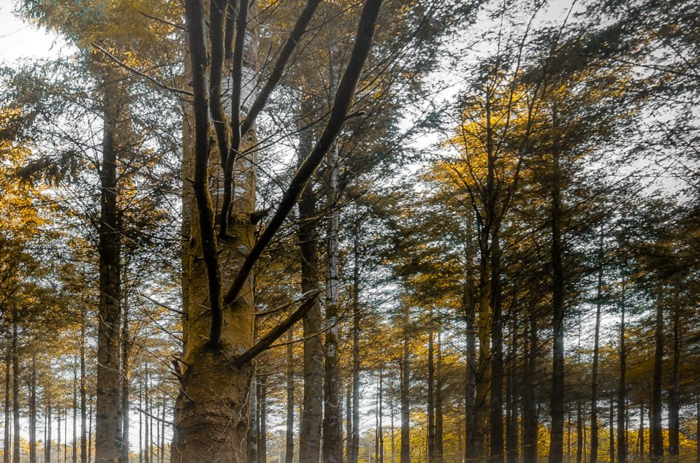 Forestry England Cardinham Woods