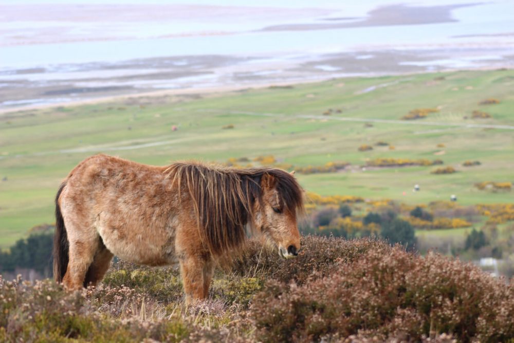 Conwy Mountain