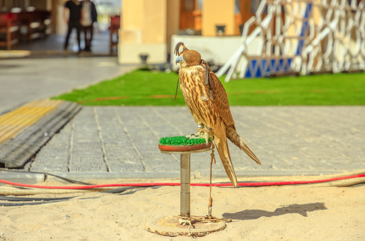 Cotswold Falconry Centre