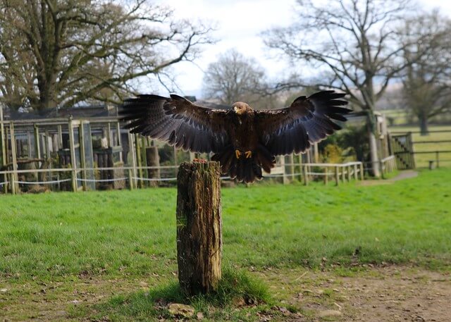 Cotswold Falconry Centre