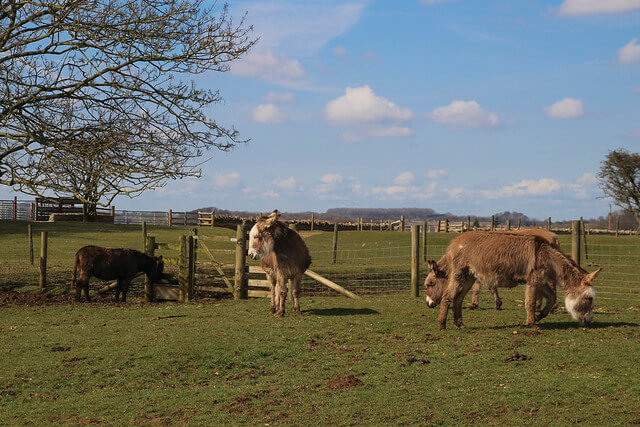 Cotswold Farm Park