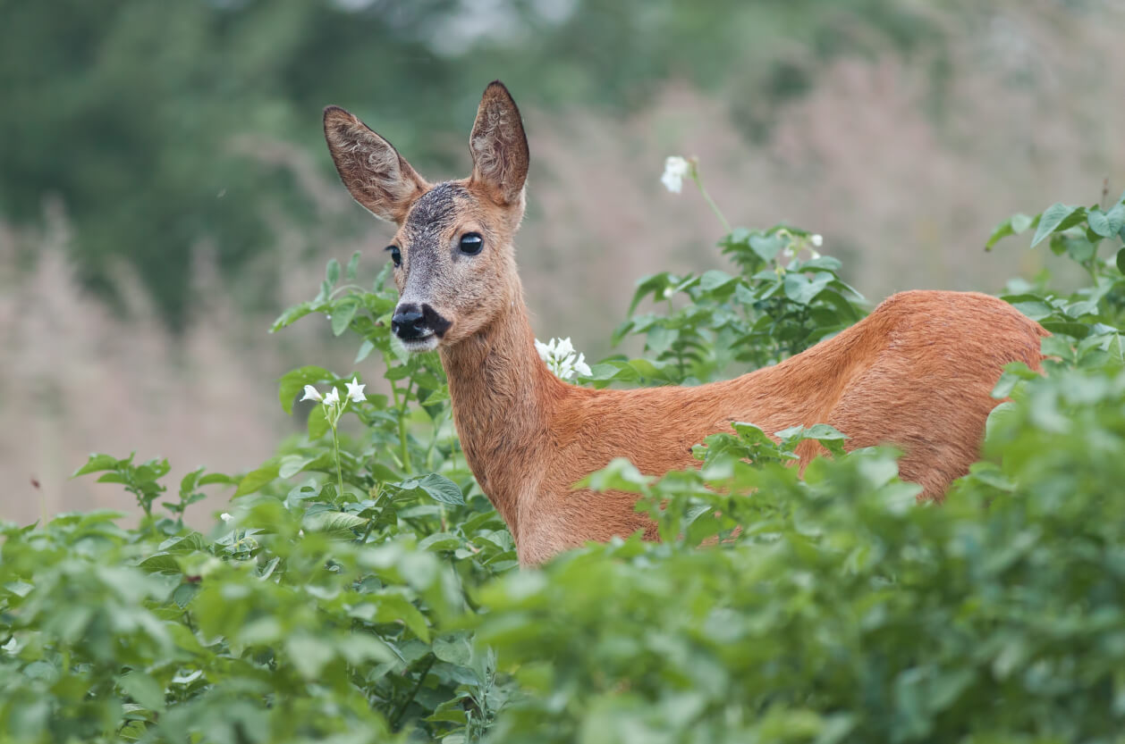 Cotswold Wildlife Park and Gardens, deer